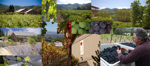 new_eco_banner new eco banner Sustainably Grown: An Eco Friendly Wine Tour