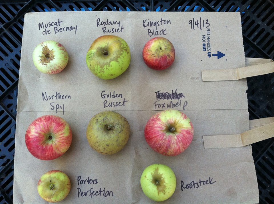Tilted Shed uses rare heirloom apples for its cider