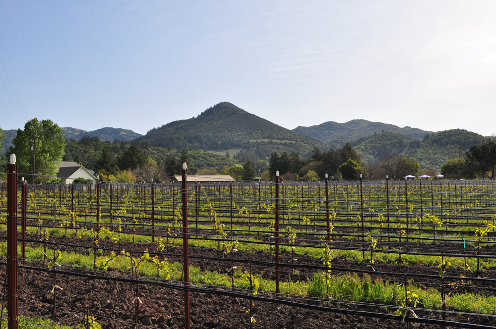 Vineyard and Mountain Ridge View at Landmark Vineyards