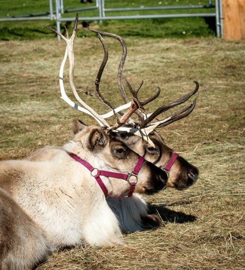 reindeer romp