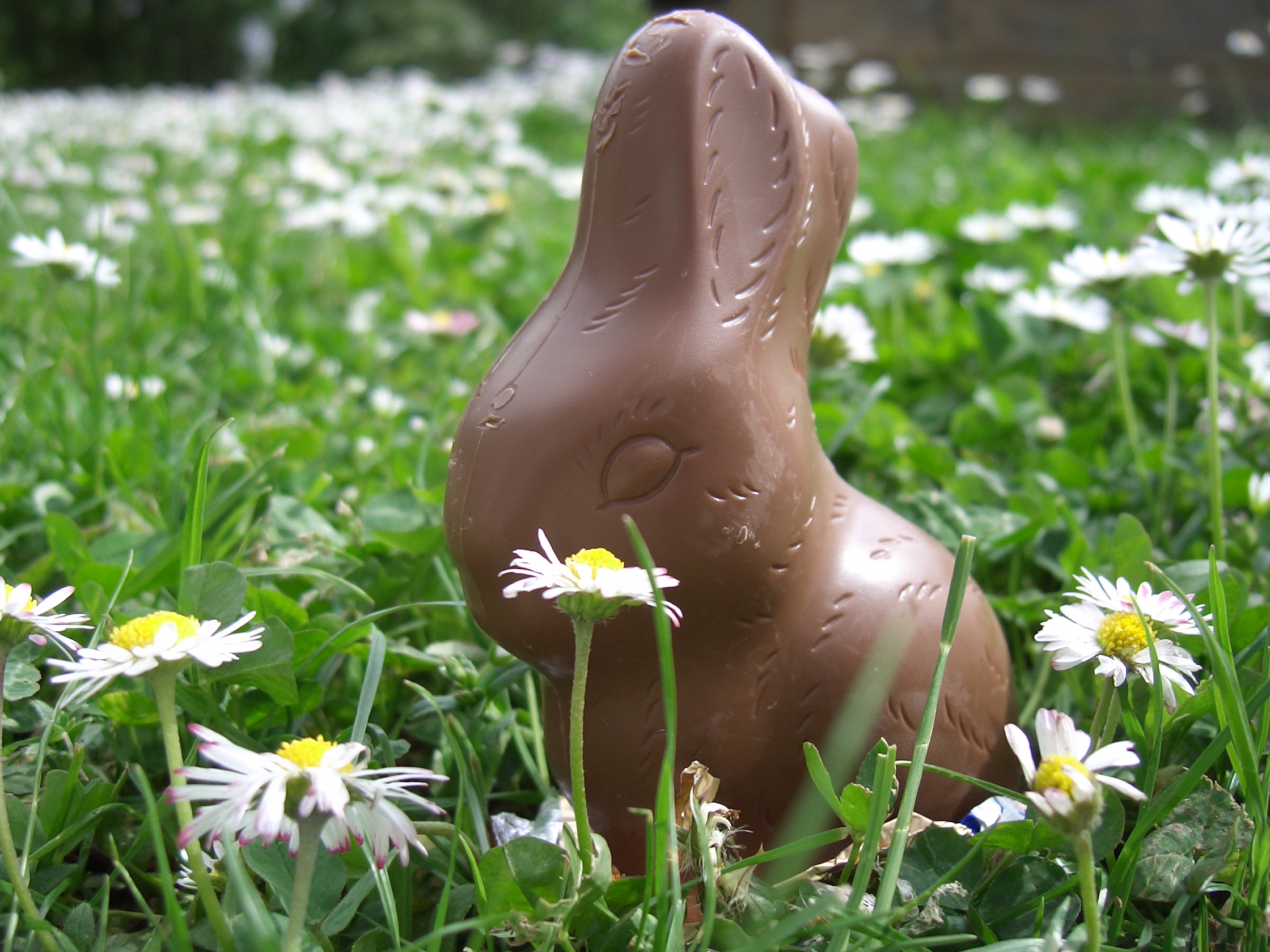 chocolate bunny in the grass