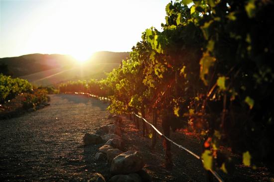 vineyard sunset