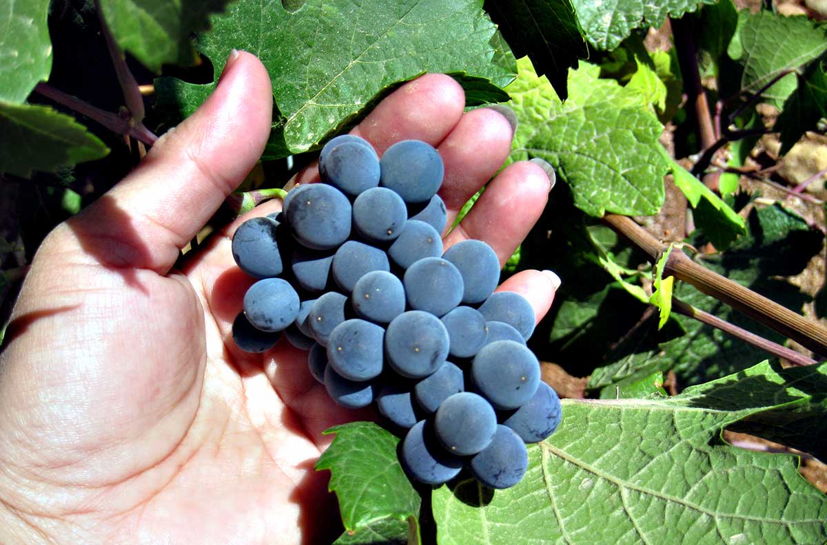 grapes in hand