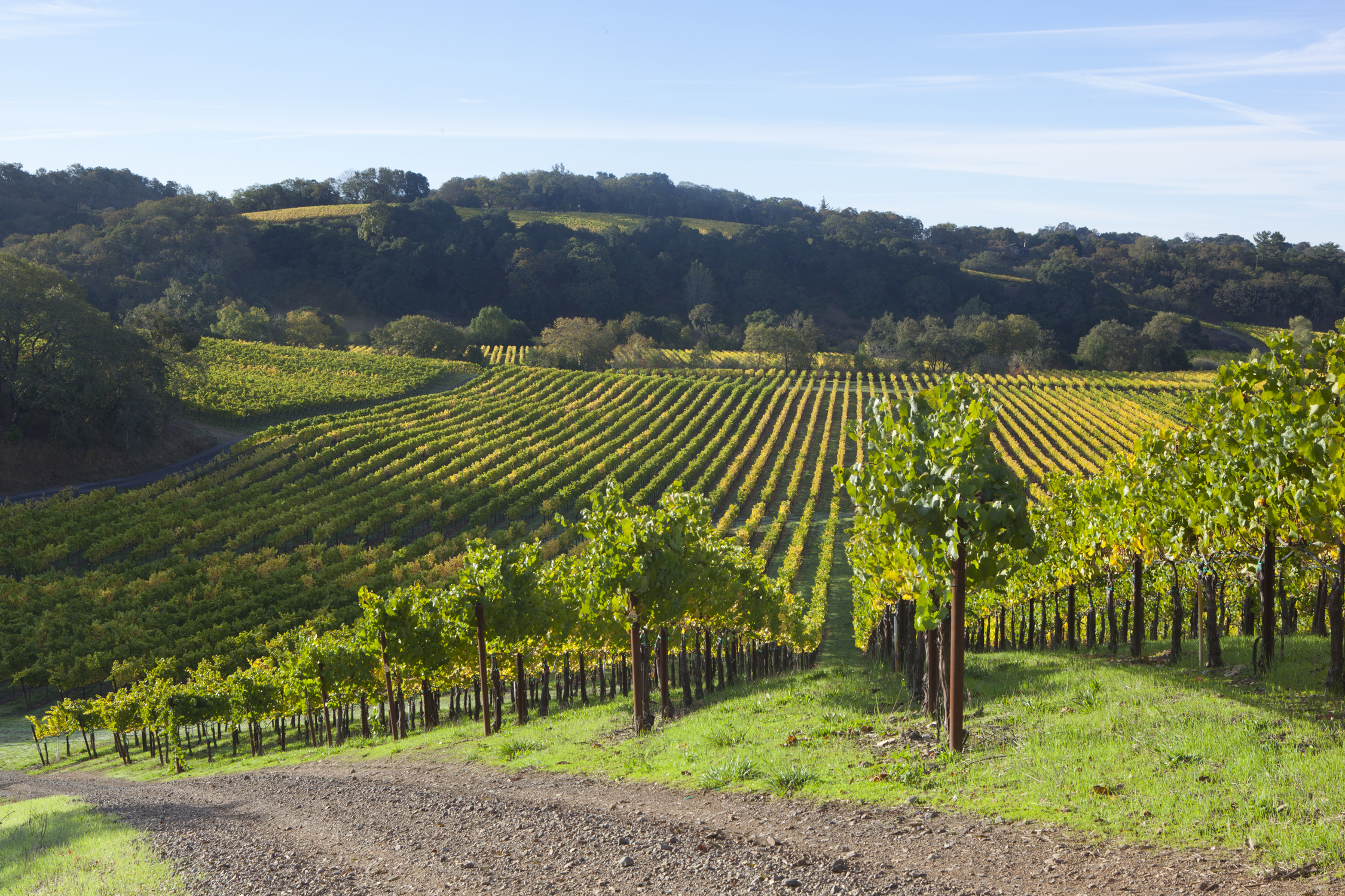 Cherish AwardWinning Wines at Chalk Hill Estate Vineyards