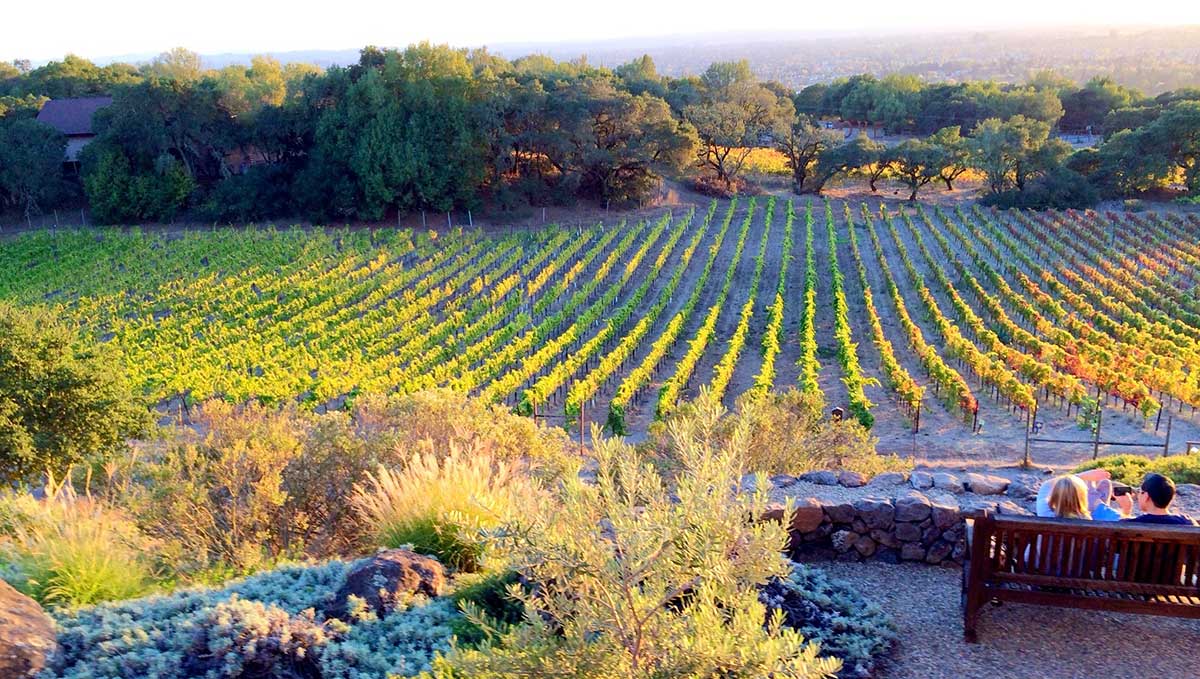 Vine rows fall Paradise Ridge Winery