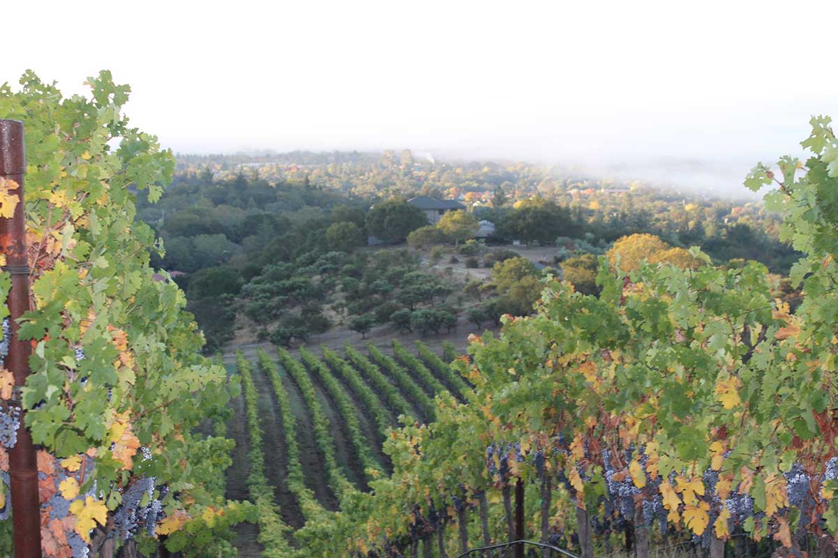 A View of One of the Estate's Vineyards